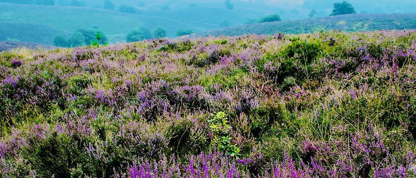 Veluwe, werkgebied van VeluwePrint